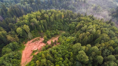 Have a bird's eye view of the trees
